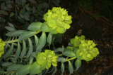 Euphorbia nicaeensis RCP4-09 139.jpg